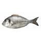 Bream - Dorade Royale (Élevage), 3 poissons, 1,4 kg (+/- 50 gr)