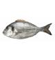 Bream - Dorade Royale (Farmed), 3 fishes, 1.4 kg (+/-50 gr)