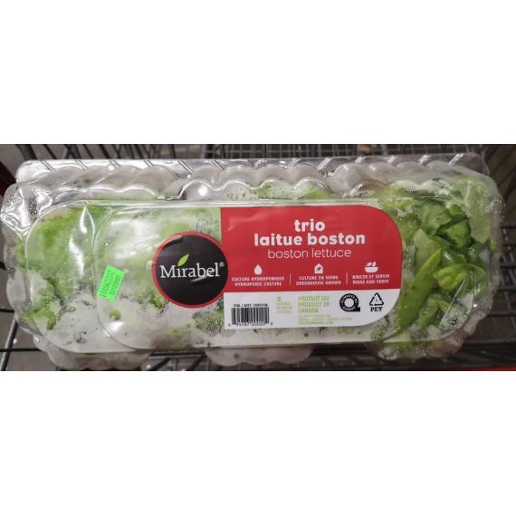 Boston Lettuce, Product of Quebec, Pack of 3