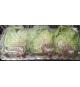 Boston Lettuce, Product of Quebec, Pack of 3