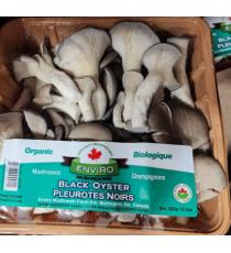 Champignon Pleurotes 1lb