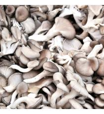 Champignon Pleurotes 1lb