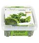 Dion Organic Parsley 17 g