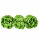 Boston Lettuce, Product of Quebec, Pack of 3