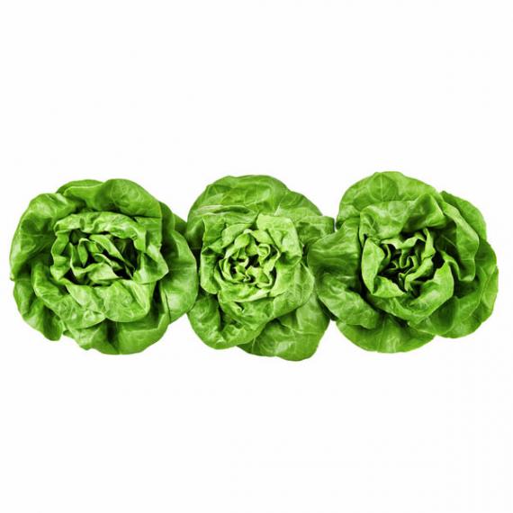 Boston Lettuce, Product of Quebec, Pack of 3